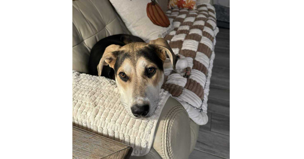 Star Trek 7: Deanna, an adoptable Entlebucher in Dallas, TX, 75248 | Photo Image 1