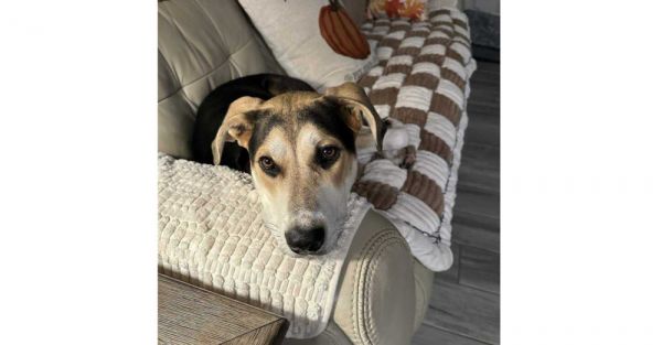 Star Trek : Deanna photo 1