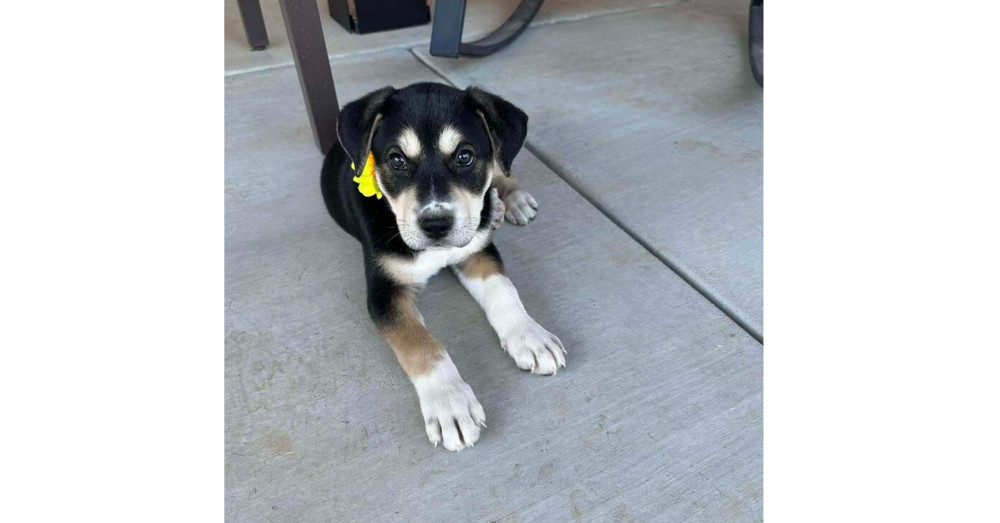Star Trek 7: Deanna, an adoptable Entlebucher in Dallas, TX, 75248 | Photo Image 2