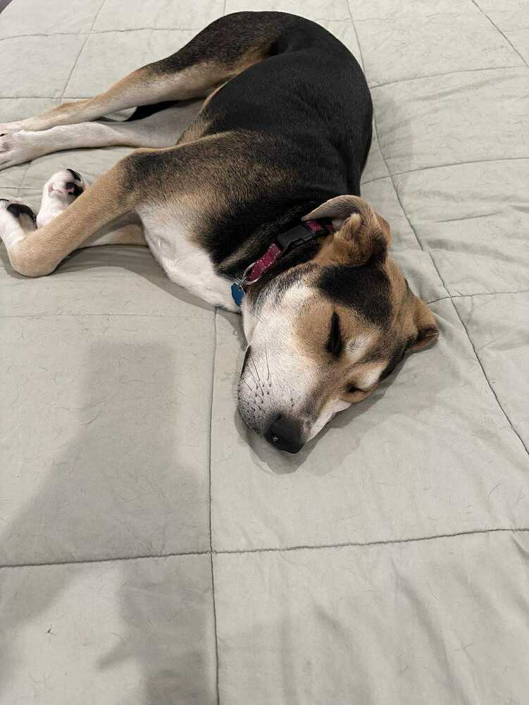 Star Trek 7: Deanna, an adoptable Entlebucher in Dallas, TX, 75248 | Photo Image 2