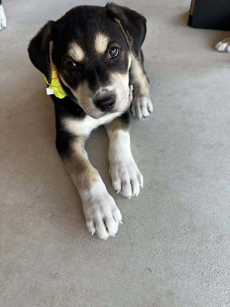 Star Trek 7: Deanna, an adoptable Entlebucher in Dallas, TX, 75248 | Photo Image 3