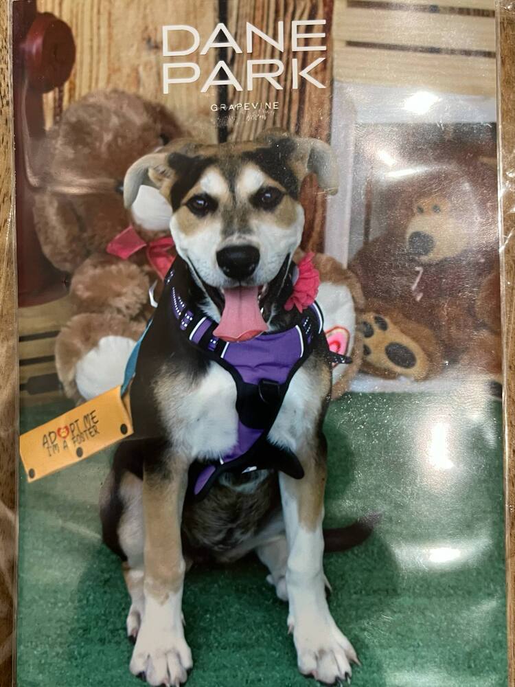 Star Trek 7: Deanna, an adoptable Entlebucher in Dallas, TX, 75248 | Photo Image 3