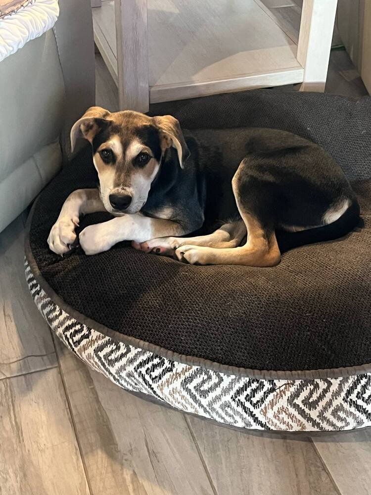 Star Trek 7: Deanna, an adoptable Entlebucher in Dallas, TX, 75248 | Photo Image 4