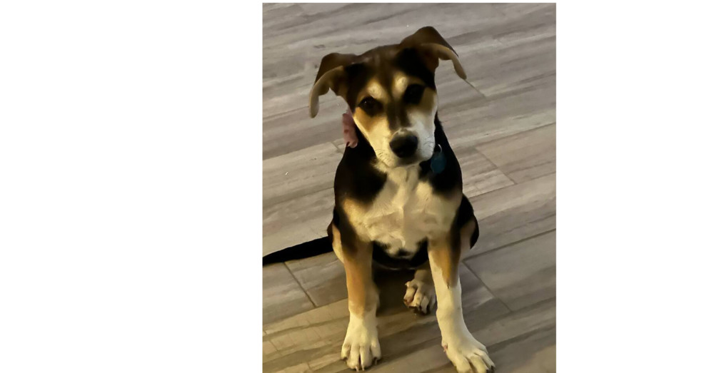 Star Trek 7: Deanna, an adoptable Entlebucher in Dallas, TX, 75248 | Photo Image 4