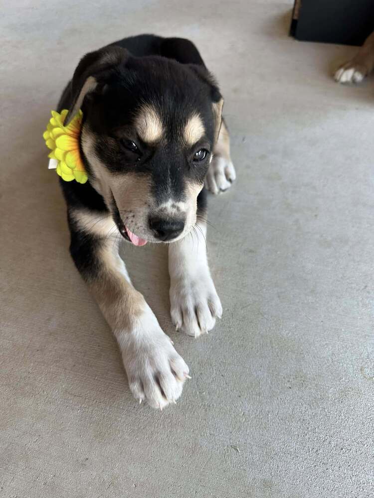 Star Trek 7: Deanna, an adoptable Entlebucher in Dallas, TX, 75248 | Photo Image 5