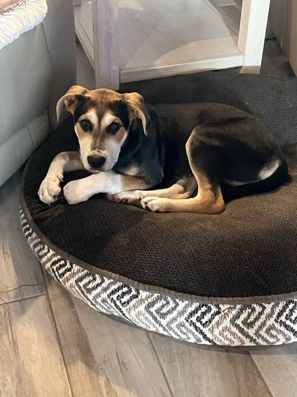 Star Trek : Deanna thumbnail 6