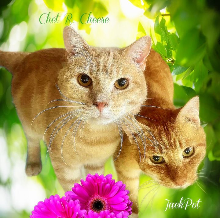Chet R. Cheese 1
