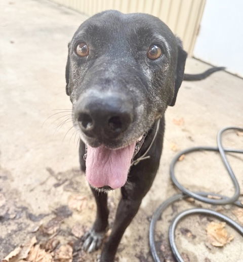 Rex