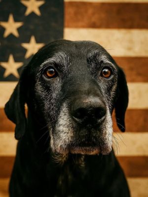 Looking for mature tall dark and handsome-well here he is- REX Oh my this is just about the sw
