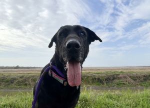 Sweet sweet Lilly What an amazing senior girl Soft spot for seniors-please adopt this precious g