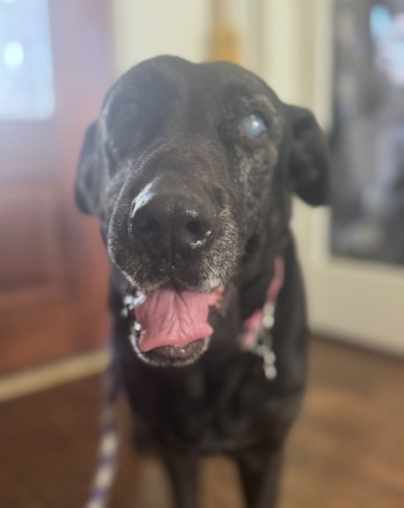 Lilly