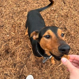 Ziggy is the cutest happiest boy Thank goodness for the Good Samaritan who saw him get thrown out 
