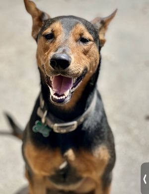 Ziggy is the cutest happiest boy Thank goodness for the Good Samaritan who saw him get thrown out 