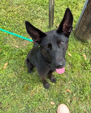 Fortys journey to safety is nothing short of heroic This young shepherd mix was saved by an HPD Ta