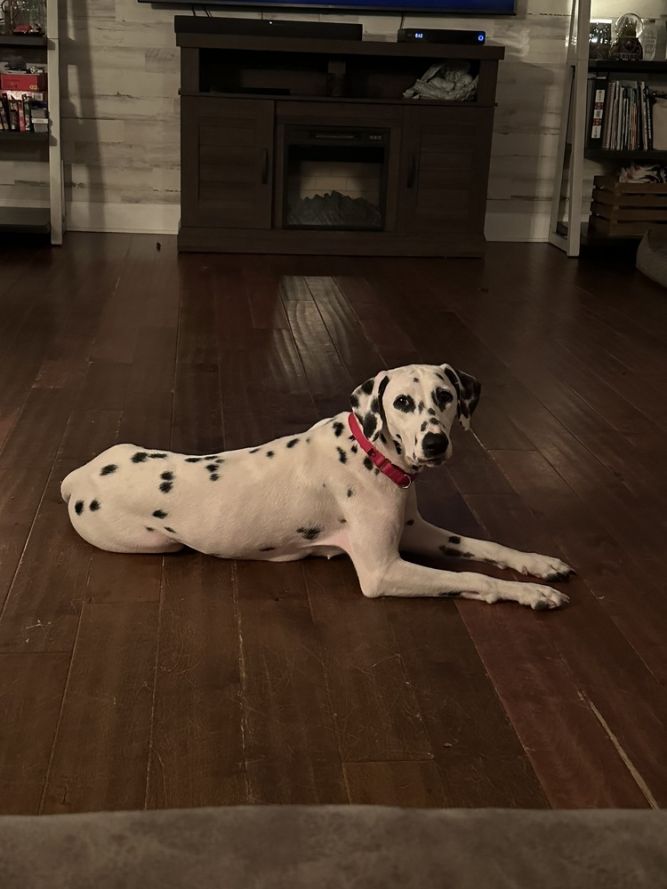 Pepper