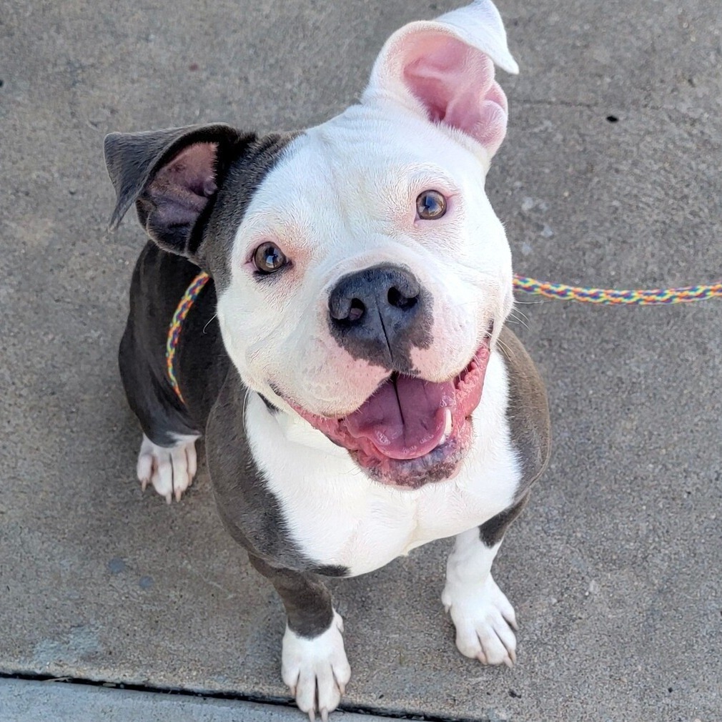 Pearl, an adoptable Pit Bull Terrier in Wichita, KS, 67278 | Photo Image 1