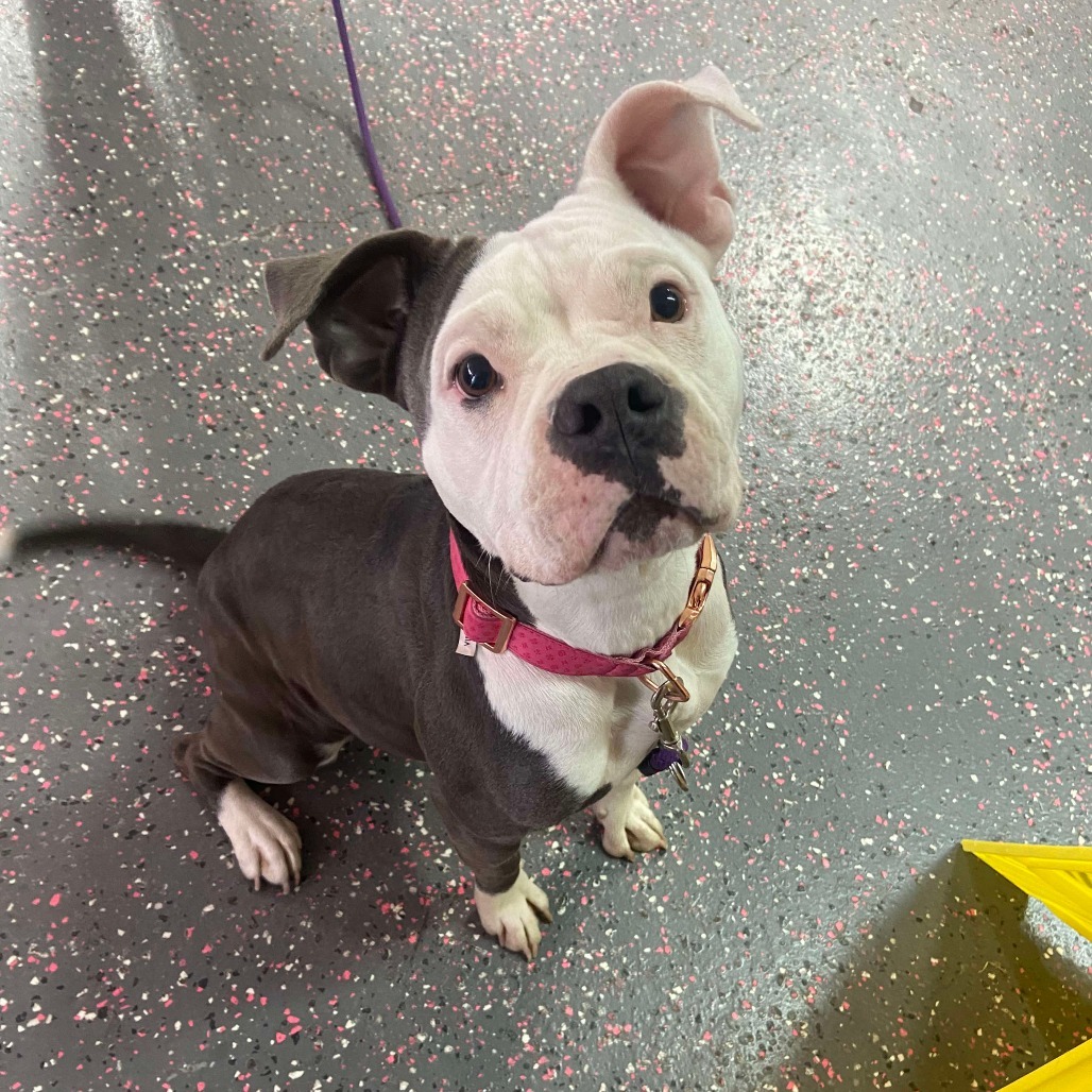 Pearl, an adoptable Pit Bull Terrier in Wichita, KS, 67278 | Photo Image 2