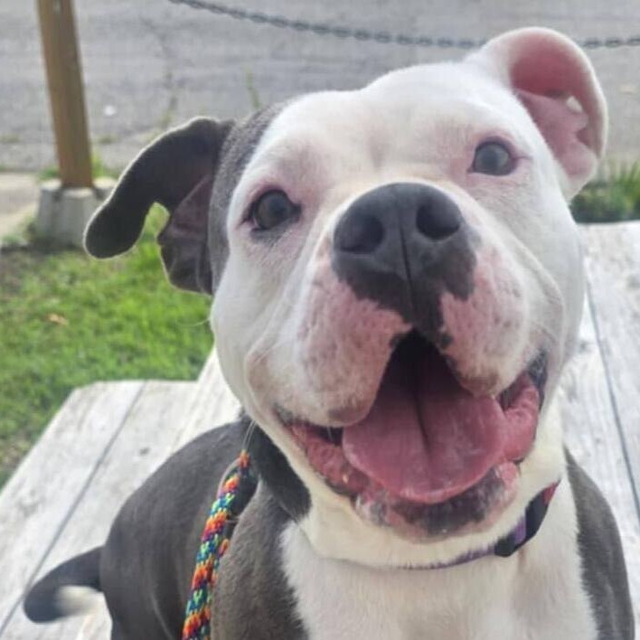 Pearl, an adoptable Pit Bull Terrier in Wichita, KS, 67278 | Photo Image 3