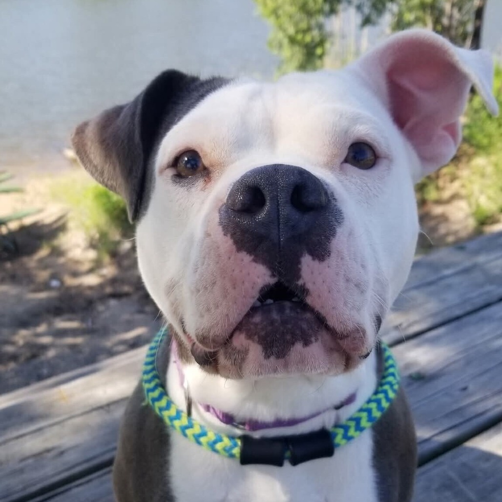 Pearl, an adoptable Pit Bull Terrier in Wichita, KS, 67278 | Photo Image 4