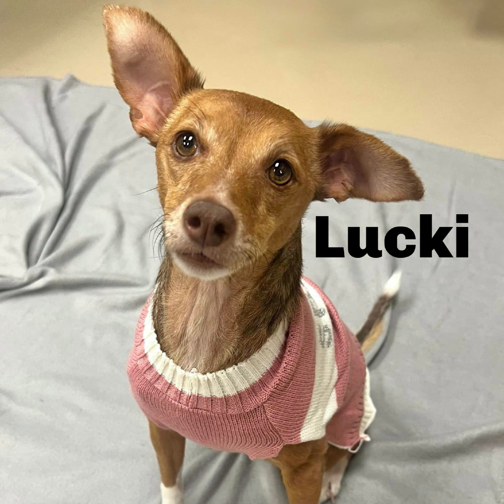 Lucki 241055, an adoptable Mixed Breed in Escanaba, MI, 49829 | Photo Image 1