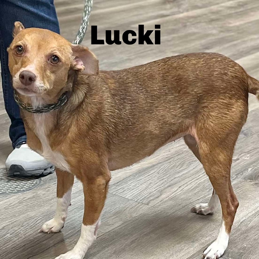 Lucki 241055, an adoptable Mixed Breed in Escanaba, MI, 49829 | Photo Image 2