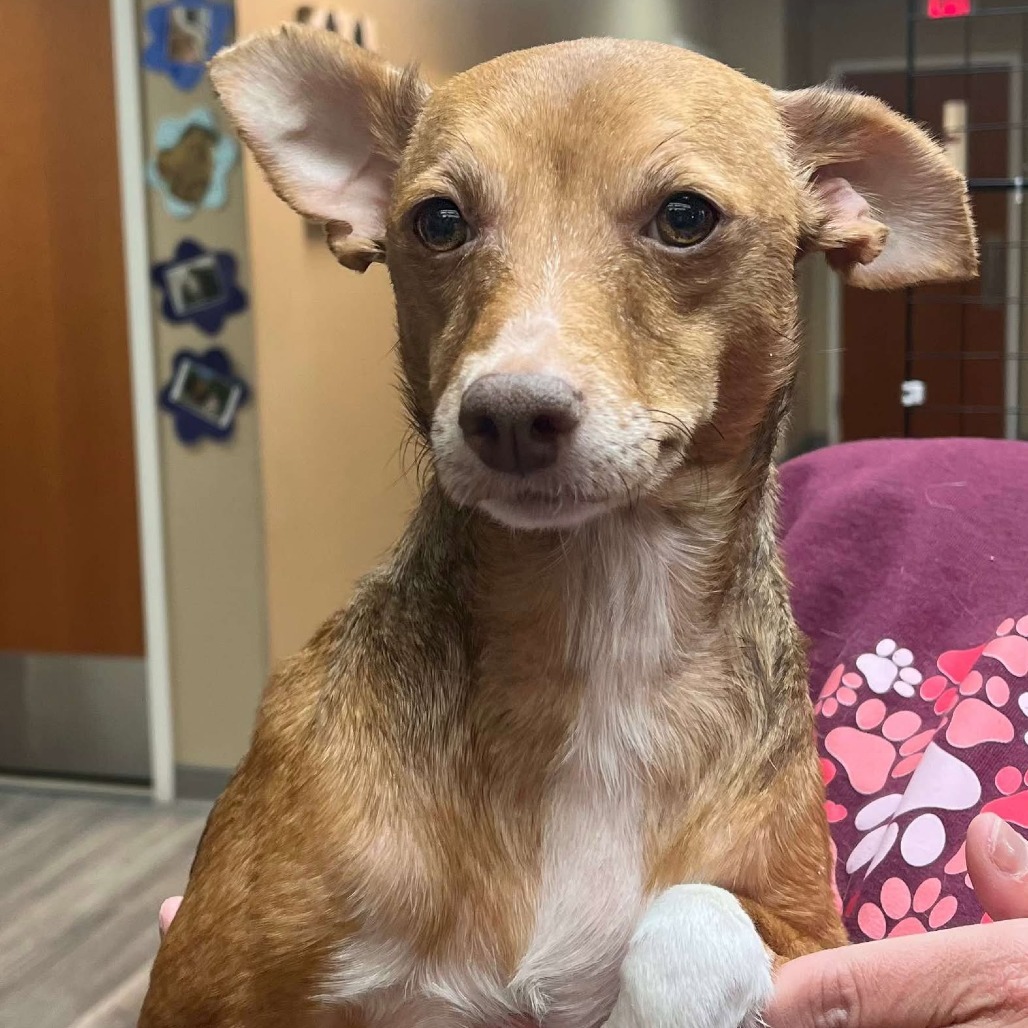 Lucki 241055, an adoptable Mixed Breed in Escanaba, MI, 49829 | Photo Image 3