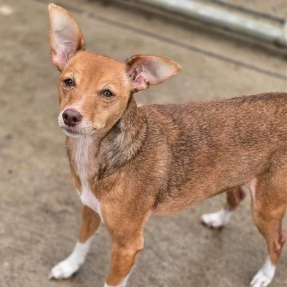Lucki 241055, an adoptable Mixed Breed in Escanaba, MI, 49829 | Photo Image 4