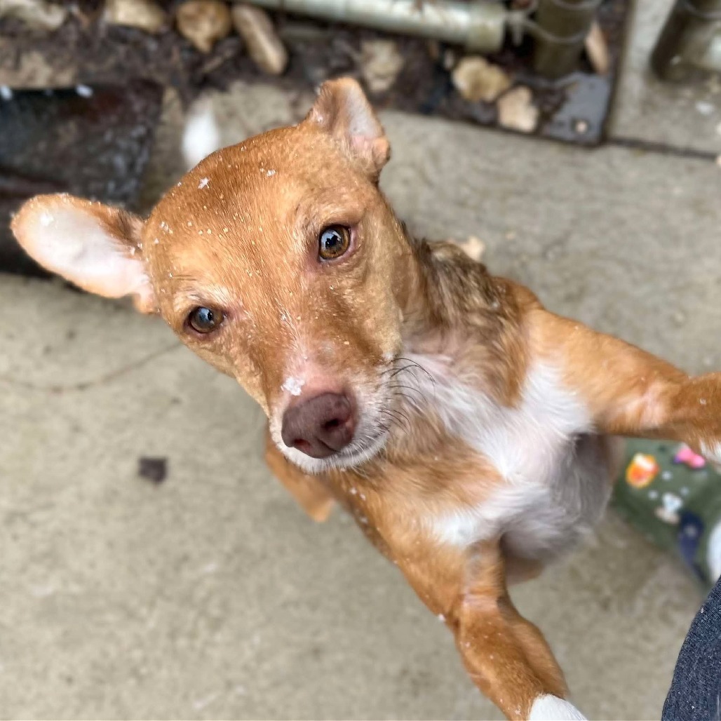 Lucki 241055, an adoptable Mixed Breed in Escanaba, MI, 49829 | Photo Image 5