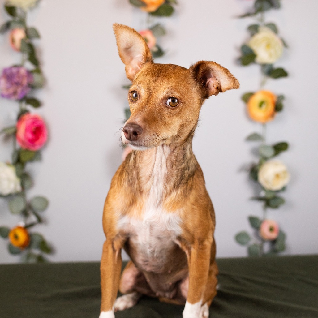 Lucki 241055, an adoptable Mixed Breed in Escanaba, MI, 49829 | Photo Image 6