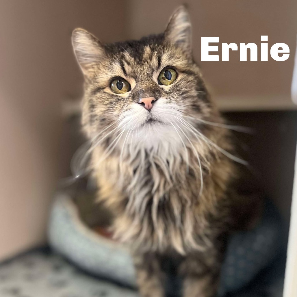 Ernie 250010, an adoptable Domestic Long Hair in Escanaba, MI, 49829 | Photo Image 1