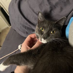 Small Fry Berger (bonded with Mayo Berger), Young Female Domestic Short Hair