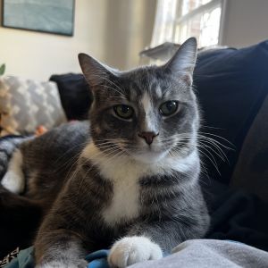 Mayo Berger (bonded w/Small Fry Berger), Young Male unknown