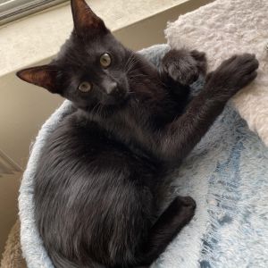 Kirby, Young Male Domestic Short Hair