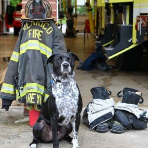 Dallas, Adult Male Cattle Dog