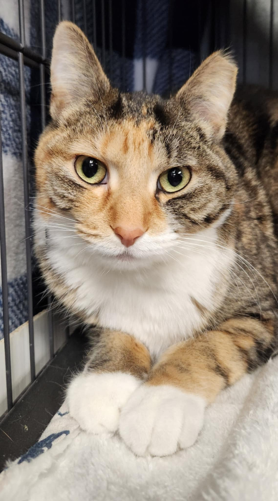 Gigi