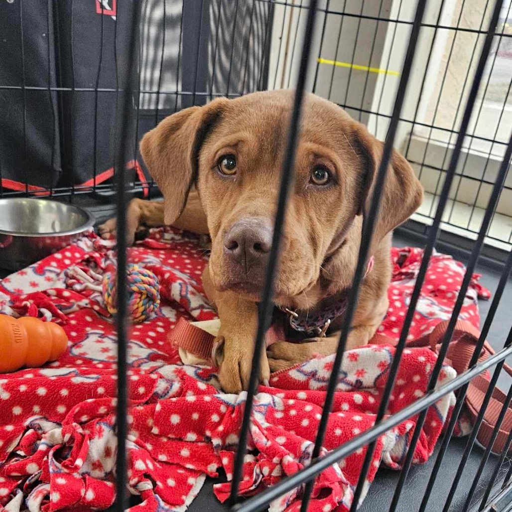 Joleona, an adoptable Labrador Retriever, Mixed Breed in Wichita, KS, 67278 | Photo Image 1