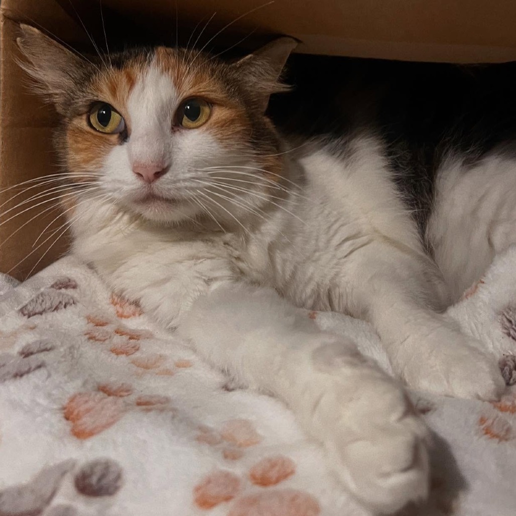 Kaiser, an adoptable Domestic Medium Hair in Wahiawa, HI, 96786 | Photo Image 1
