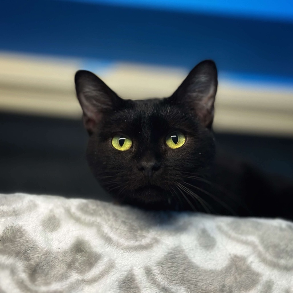 Jack