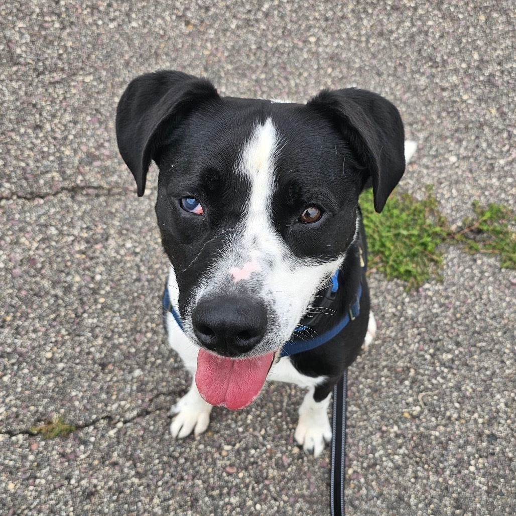 Danny, an adoptable Mixed Breed in Mankato, MN, 56001 | Photo Image 1
