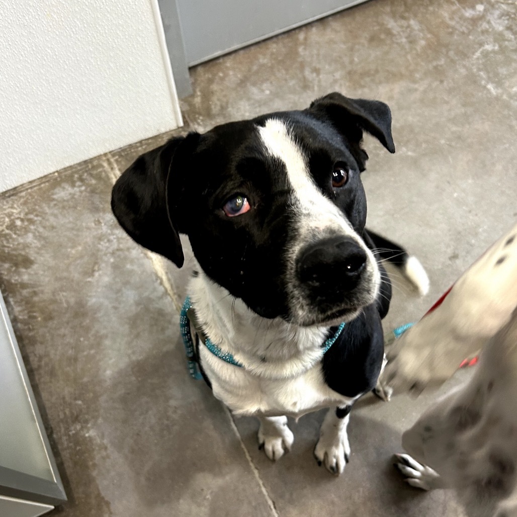 Danny, an adoptable Mixed Breed in Mankato, MN, 56001 | Photo Image 2