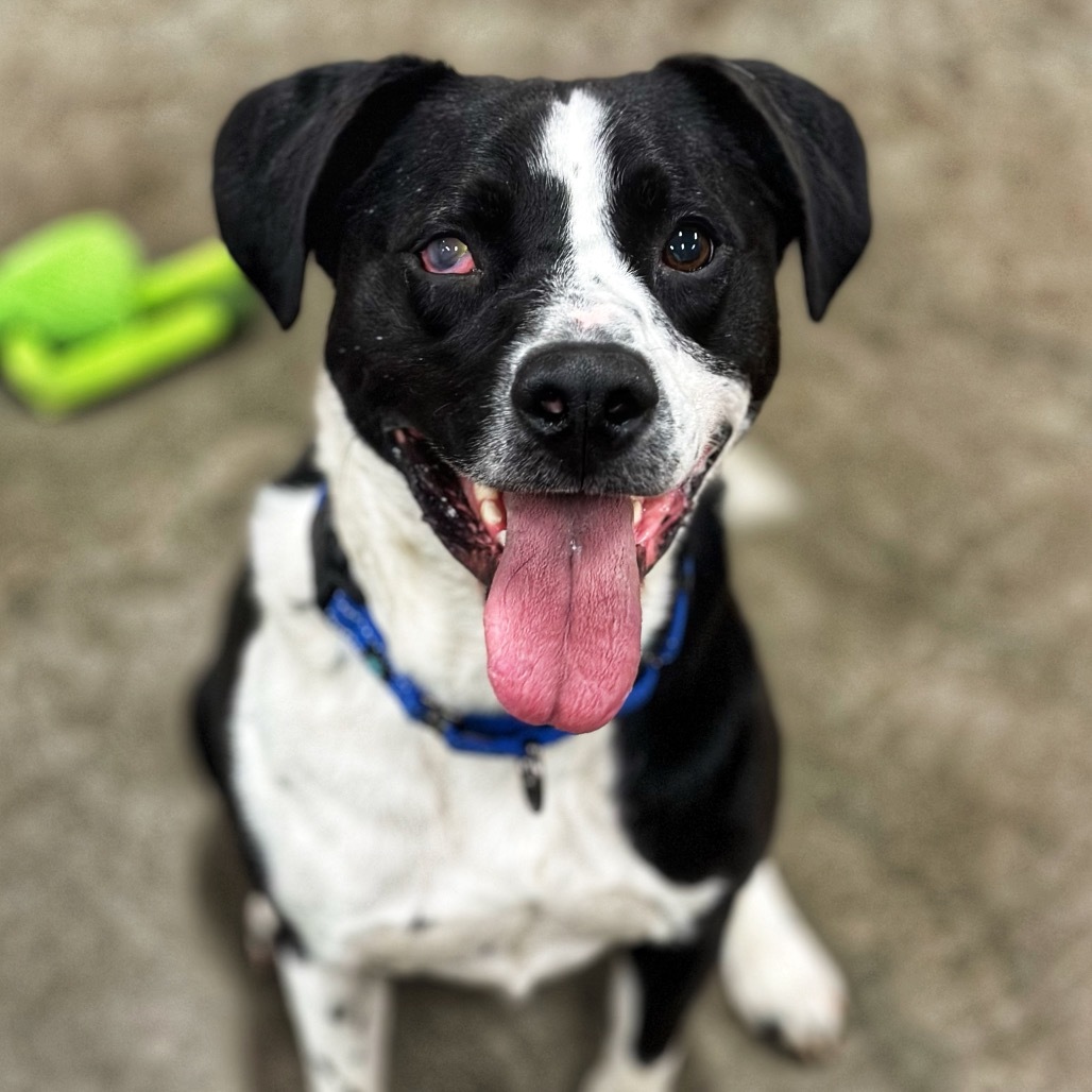 Danny, an adoptable Mixed Breed in Mankato, MN, 56001 | Photo Image 3