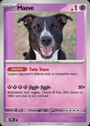 Maeve, Baby Female Labrador Retriever