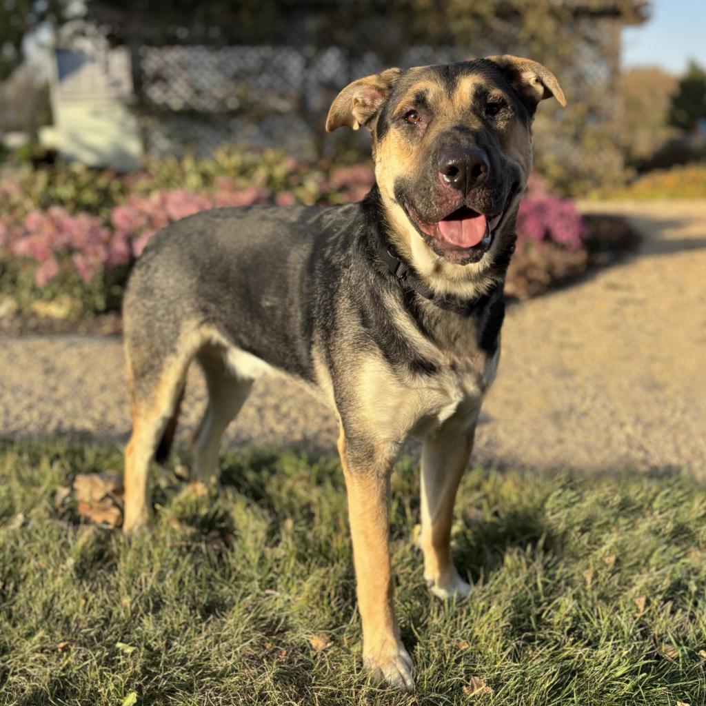 Ireland--In Foster***ADOPTION PENDING***