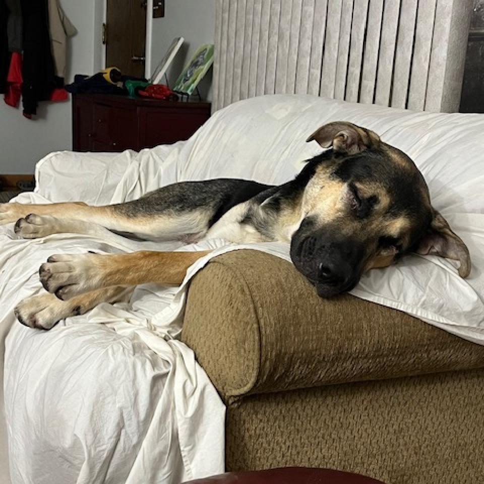 Ireland--In Foster***ADOPTION PENDING***