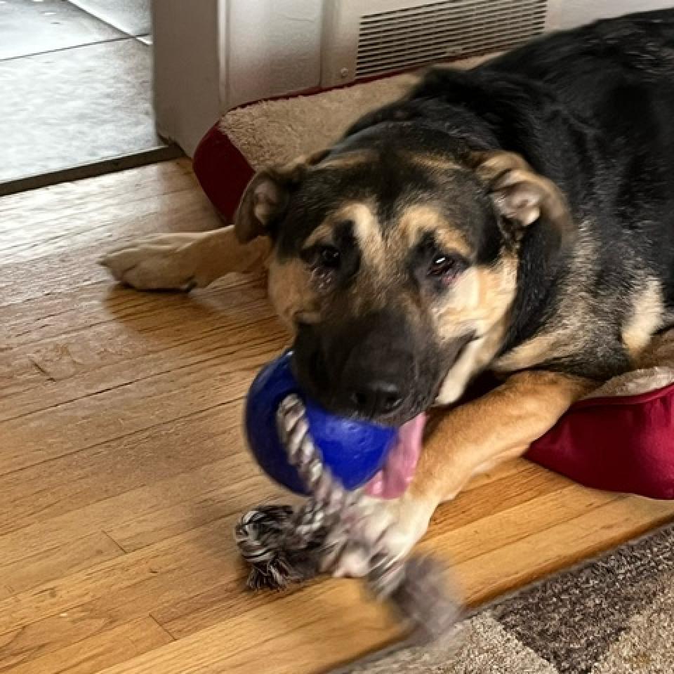 Ireland--In Foster***ADOPTION PENDING***