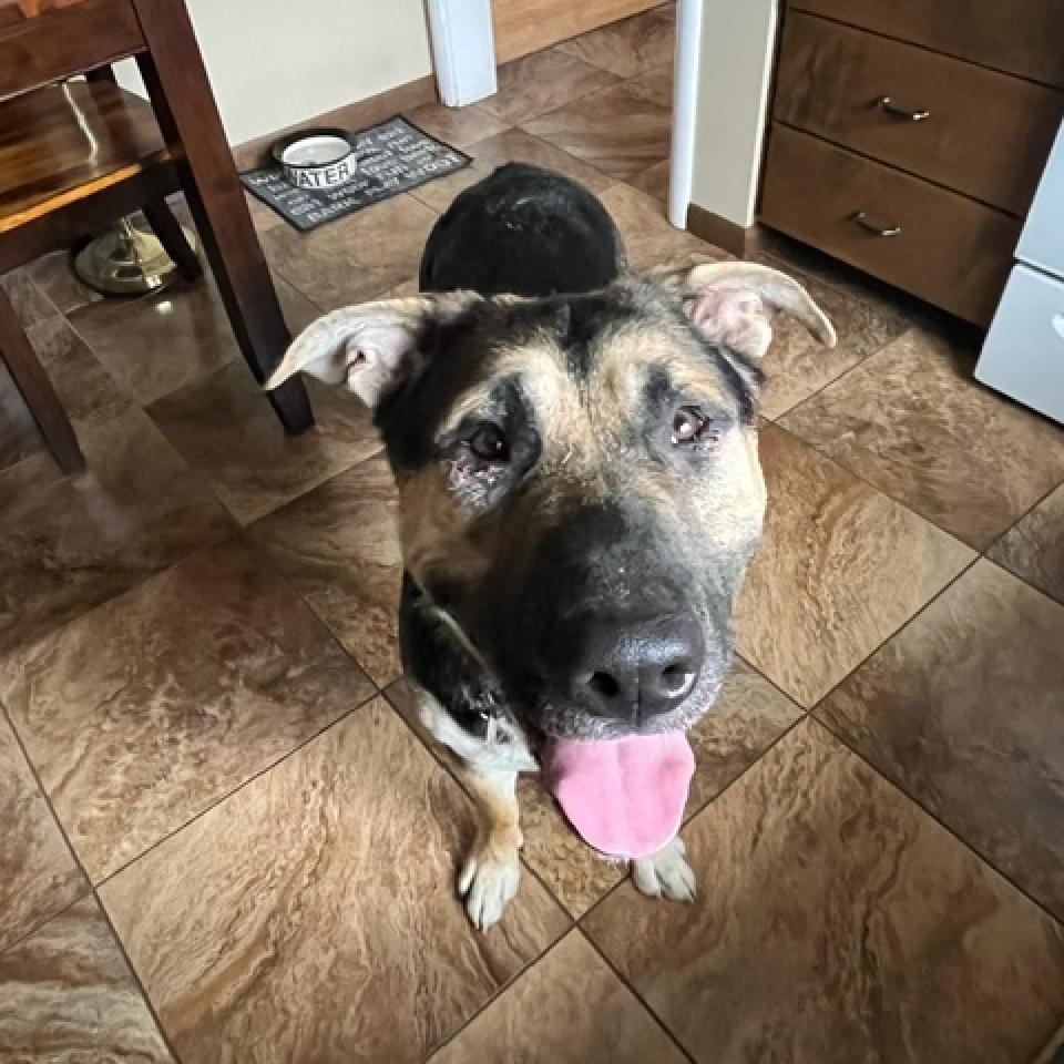 Ireland--In Foster***ADOPTION PENDING***