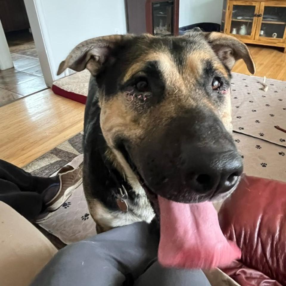 Ireland--In Foster***ADOPTION PENDING***