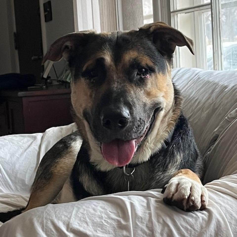 Ireland--In Foster***ADOPTION PENDING***