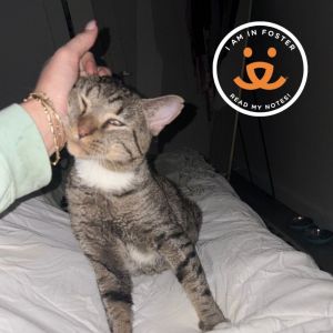 Tagalong is currently in foster care and ready for adoption via our virtual process Learn more abou