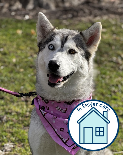 Misty, an adoptable Mixed Breed in Walla Walla, WA, 99362 | Photo Image 1